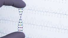 Model of a DNA strand held between two fingers